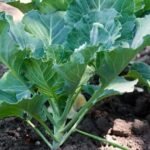 Fresh ZA NO.5 Hybrid Chinese Cabbage Seeds Vegetable Seeds For Sowing