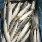 Frozen Mackerel Fish