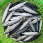 Frozen Mackerel Fish