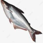 Frozen Pangasius Fish
