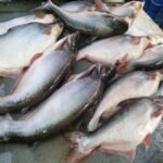 Frozen Pangasius Fish