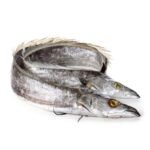 Frozen Ribbon Fish