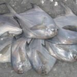 Frozen Silver Pomfret Fish