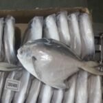 Frozen Silver Pomfret Fish