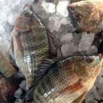 Frozen Tilapia Fish Price