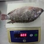 Frozen Tilapia Fish Price