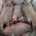Frozen Tilapia Fish Price