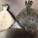 Frozen Whole Turbot Fish