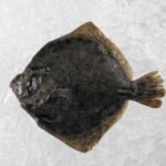 Frozen Whole Turbot Fish