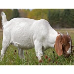Goat Breeds Boer