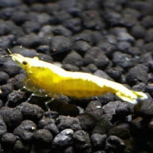 Yellow Goldenback Shrimp Gold Backed Yellow Shrimp