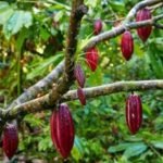 Grade A Cocoa Beans For Sale