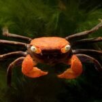 Halloween Vampire Crab