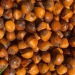 Hazelnuts