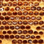 Hexagonal Honey