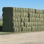 High Quality Alfalfa Hay Bales