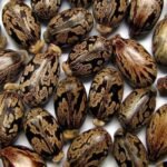Castor Oil Seeds High Quality Castor Seeds For Making Oil