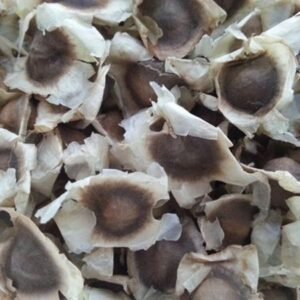 High Quality Moringa Seeds For Sale