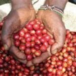 High Quality Premium Kenyan Coffee