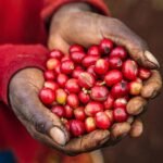 High Quality Premium Kenyan Coffee