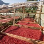 Kenya AA Coffee High Quality Premium Kenyan Coffee