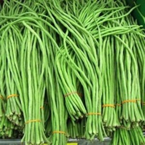 Organic Yard Long Cowpea Bean Seeds High Yield Long Bean SeedsCowpea SeedsCow Pea Seeds For Cultivation