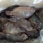 Hot Sale Frozen Whole Tilapia Fish