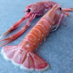 Langoustine Box Extra Large