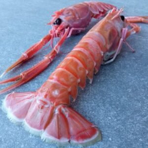 Langoustine Box Extra Large