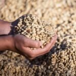 Lekemoti Natural Coffee