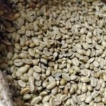 Lekempti Coffee