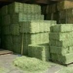 New Sell 2024 Alfalfa Hay