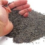 Niger Seeds