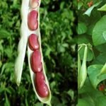 Organic Dark Red Kidney Beans