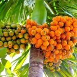 Organic Dried Betel Nuts