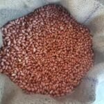 Peanut Kernels