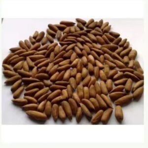 Pine Nuts