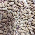 Pinto Beans