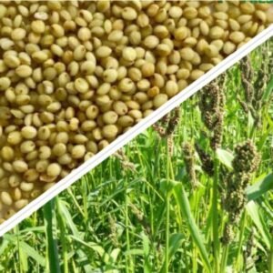 Premium Brown Millet