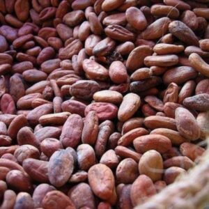 Raw Cacao Beans Premium Quality Wholesale Dried Cocoa Beans