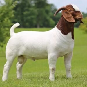 Pure Breed Boer Goats