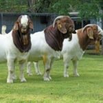 Pure Breed Saanen Goats