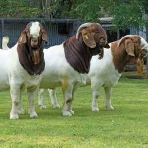 Pure Breed Saanen Goats