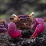 Purple Vampire Crab