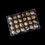Quail Eggs Free Range