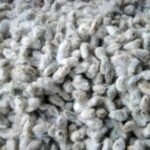 cottonseeds Quality Cotton Seeds For Medical Use