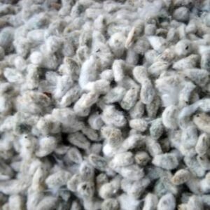 cottonseeds Quality Cotton Seeds For Medical Use