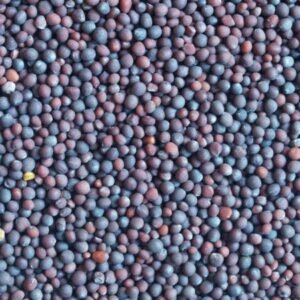 Rapeseeds Canola Seeds Rape Seeds Canola Seeds