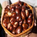 Whole Raw Chestnuts Raw Chestnuts
