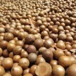 Raw Macadamia Nuts